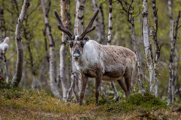 Reindeer in the woods