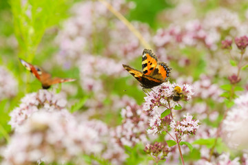 two butterflies are sitting on the oregano flower against a green glade