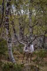 Reindeer in the woods