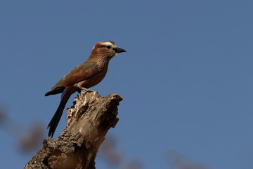 gambia