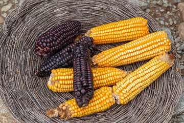 Variety of colorful corn, RED, yellow
