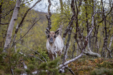 Reindeer in the woods