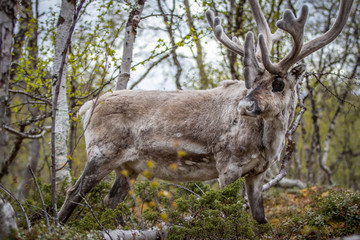 Naklejka na ściany i meble Reindeer in the woods