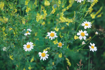 Fototapeta na wymiar Beautiful daisies. Floral background. Selective focus