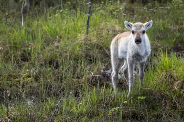 Fototapeta premium Reindeer calf in the woods
