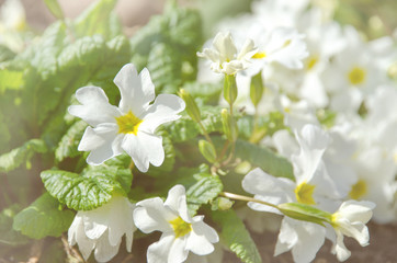 Primrose Primula with white flowers. Inspirational natural floral spring or summer blooming garden or park under soft sunlight and blurred bokeh background.