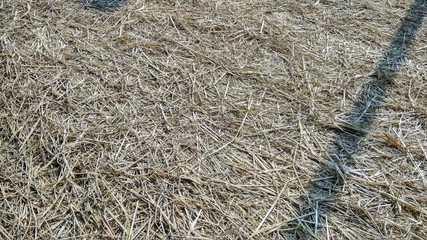Hay kept in sun for drying