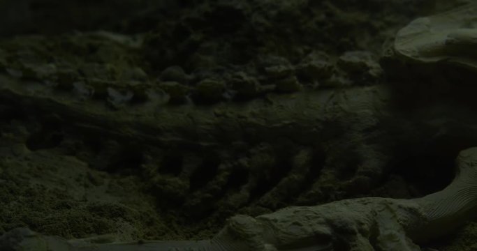 Abstract macro composition. Excavating bones dinosaur in the sand, Skeleton and archaeological find. 4k.