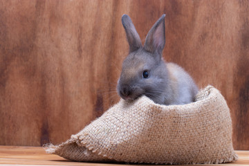 Little brown rabbit sitting brown sackcloth with wooden background at studio. It's small mammals in the family Leporidae of the order Lagomorpha. Animal studio portrait. © krumanop