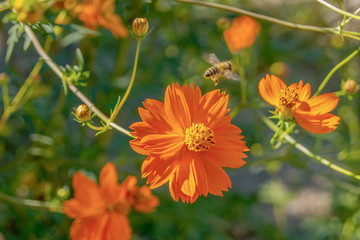 Пчела и цветок