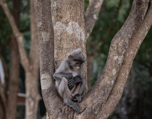 Thai colobinae also gray Langur long tailed monkey on the tree