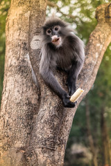 Colobinae also gray Langur eating fruit long tailed monkey on the tree