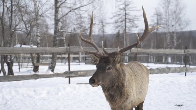 Real big deer maral on the background of a snowy park, close-up.