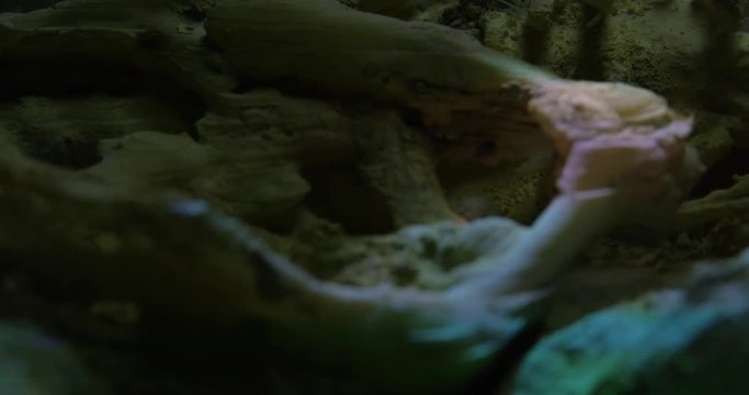 Abstract macro composition. Excavating bones dinosaur in the sand, Skeleton and archaeological find. 4k.