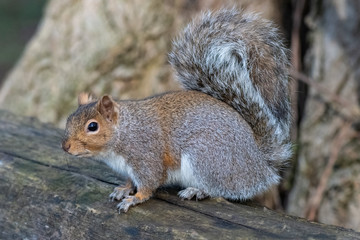 Eastern gray squirrel (Sciurus carolinensis)