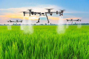Agriculture drone fly to sprayed fertilizer on the rice fields