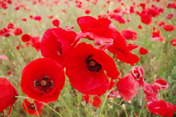 Scarlet poppies in the field