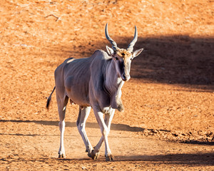 Eland Bull