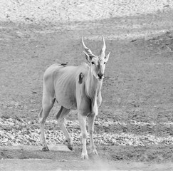 Eland Bull