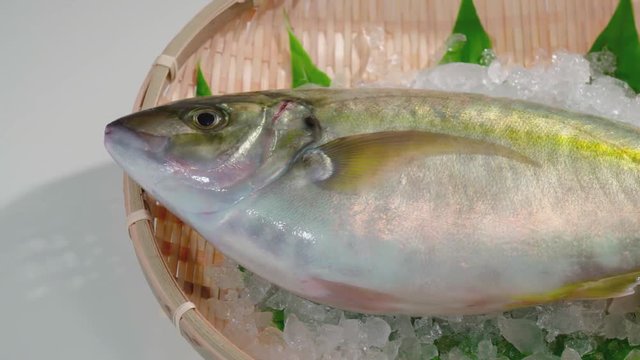 鮮魚(シマアジ)