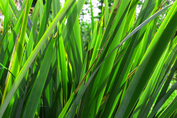 Fototapeta na wymiar Green leaves of grass close up in the sun
