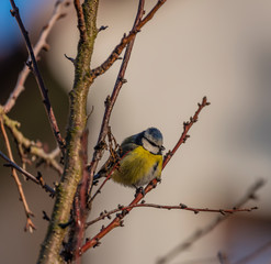 Young small yellow chickadee bird on apricot tree in winter cold sunny day