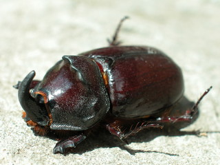 Rochatyniec nosorozec © M. G. Koperkiewicz
