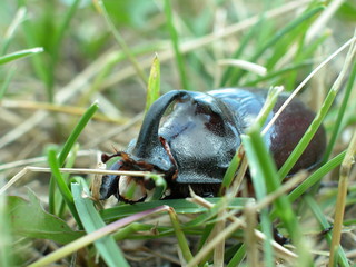 Rochatyniec nosorozec © M. G. Koperkiewicz