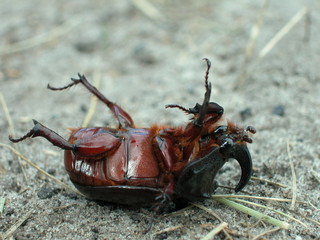 Rochatyniec nosorozec © M. G. Koperkiewicz