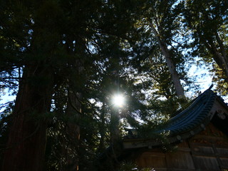 森の中の古建築と太陽光