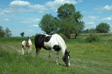 Kon © M. G. Koperkiewicz