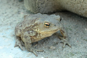Ropucha