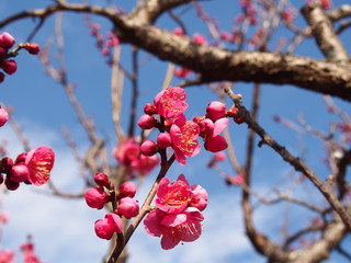 紅梅（千葉市青葉の森公園）