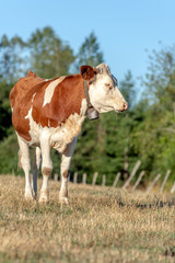 Vache dans un pâturage