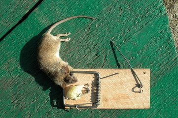 Mysz domowa © M. G. Koperkiewicz