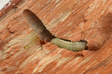 Kornik