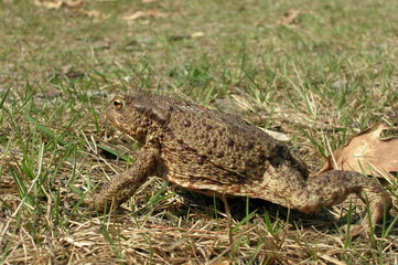 Ropucha