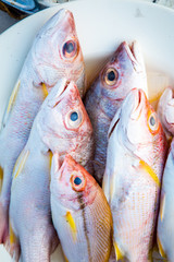 Fresh brown striped snapper for seafood dishes. Fresh fish placed in the market. brown striped...