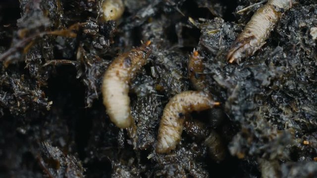 Macro of maggots in manure or fertilizer, larvas eat feces or faeces