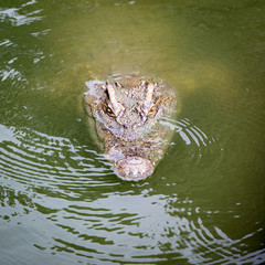 Crocodiles that live in the water of the zoo..The crocodile that is swimming has only the head...