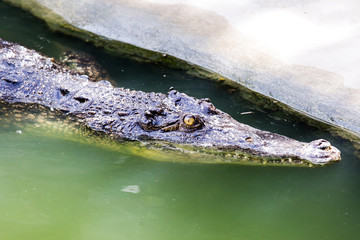 Crocodiles that live in the water of the zoo..The crocodile that is swimming has only the head above the water.
