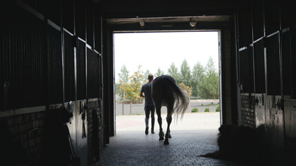 Young jockey walking with a horse out of a stable. Man leading equine out of barn. Male silhouette...