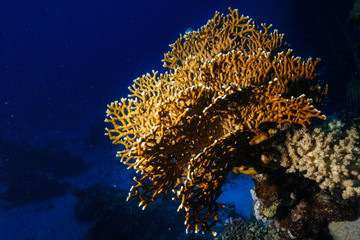 Fototapeta na wymiar Fire corals at the Red Sea, Egypt