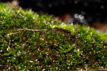 Fototapeta premium moss on tree
