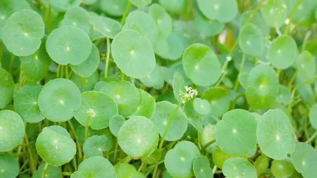 Close up centella asiatica