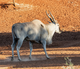 Eland Bull