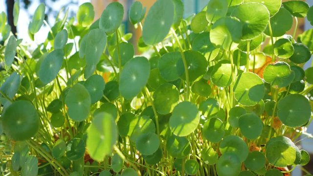 Centella asiatica swing by the wind with sunlight