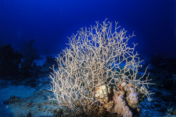 Fototapeta na wymiar Coral reef at the Red Sea, Egypt