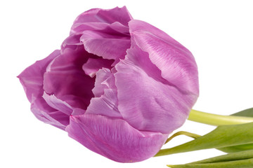 Obraz na płótnie Canvas Single spring flower of pink tulip isolated on black background, close up