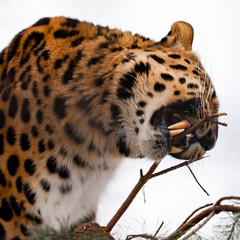 Red Amur leopard gnaws a fir branch on a white snowy background,